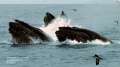 Humpbacks Feeding